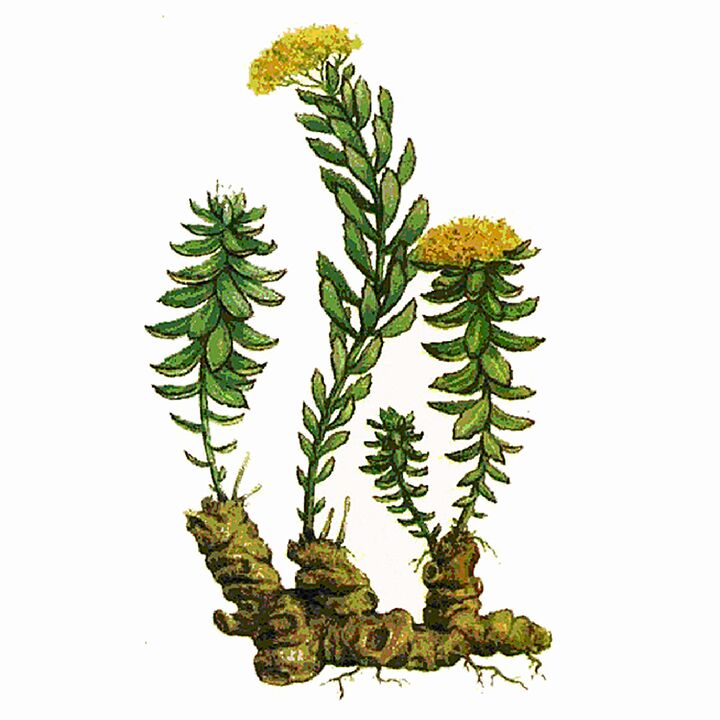 Rosela Rhodiola Extract als onderdeel van Gigant Gel