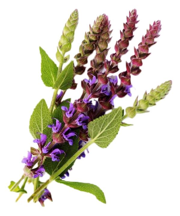 Sage Extract als onderdeel van Gigant Gel